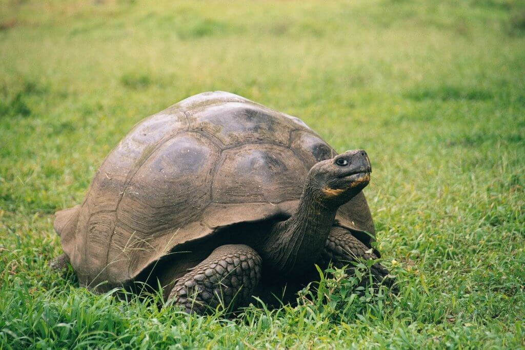Eine Schildkröte